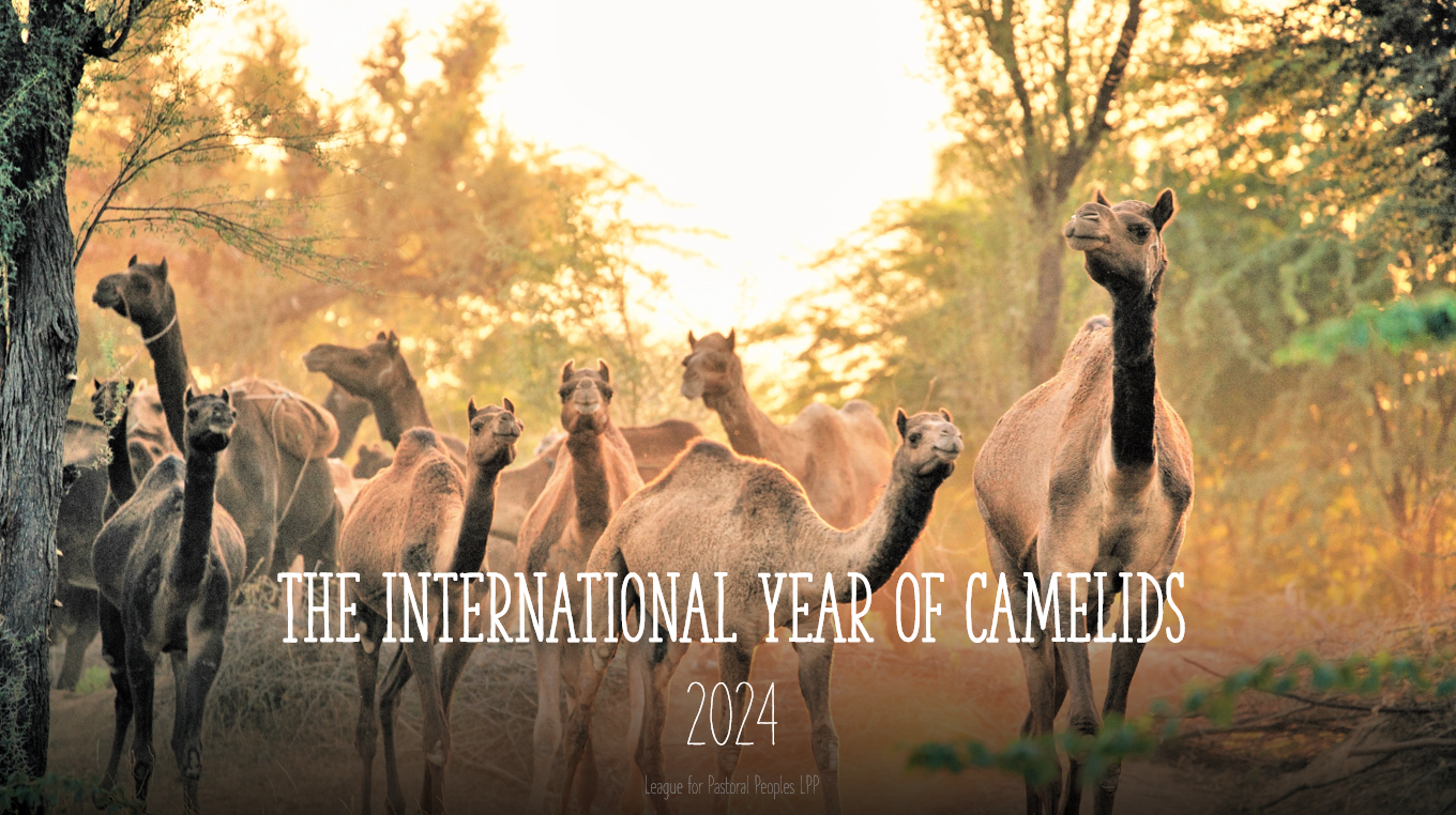 Some Thoughts on the International Year of Camelids 2024 League for